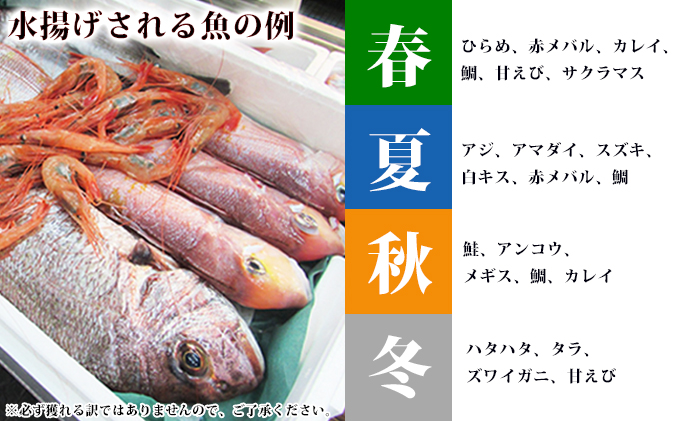 ふるさと納税 発送メールのみ 日本海の鮮魚詰め合わせ 2 3人前 下処理済み 切り身 魚介 セット 魚介類 鮮魚詰め合わせ 詰合せ お魚 Rvcconst Com