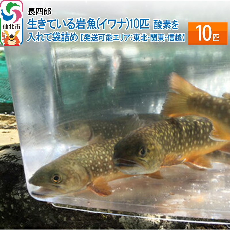 初回限定 10匹 生きている岩魚 イワナ 酸素を入れて袋詰め 発送可能エリア 魚介類 水産加工品