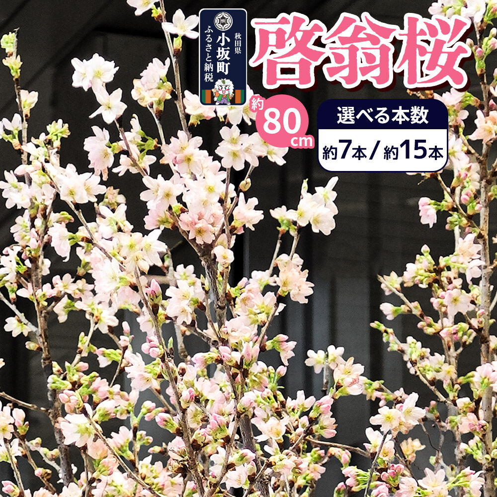 【ふるさと納税】《予約受付》啓翁桜 約80cm【選べる本数：約7本／約15本】さくら 桜 サクラ 花ギフト プレゼント 啓翁桜小坂会｜秋田県小坂町
