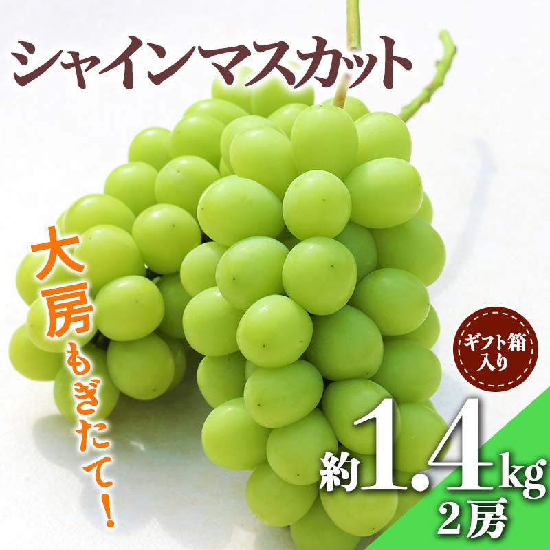 【ふるさと納税】【先行受付 令和7年度発送】大房もぎたてシャインマスカット2房 約1.4kg ギフト箱入り マスカット ぶどう ブドウ 葡萄 デザート フルーツ 果物 くだもの 果実 食品 山形県 FSY-0344