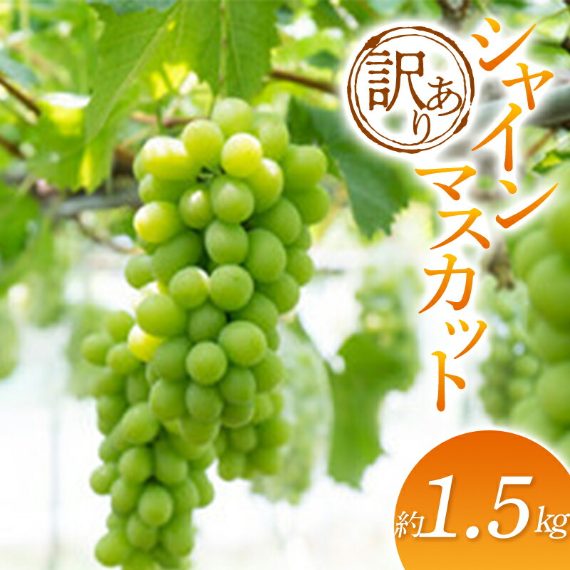 【ふるさと納税】【2025年発送 先行予約】訳あり シャインマスカット 約1.5kg マスカット ぶどう ブドウ 葡萄 デザート フルーツ 果物 くだもの 果実 食品 山形県 FSY-0696