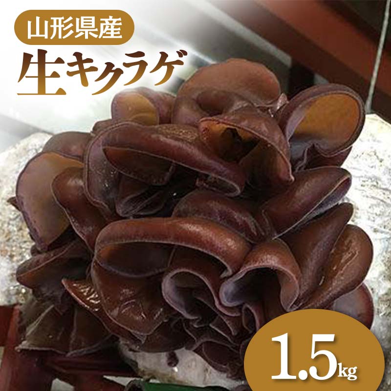 【ふるさと納税】 【2026年発送 先行予約】 山形県産 生キクラゲ 1.5kg きのこ キノコ 野菜 食品 山形県 FSY-0698