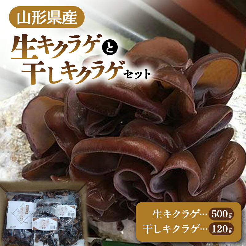 【ふるさと納税】 【2026年発送 先行予約】 山形県産 生キクラゲ 500g と 干キクラゲ 100gと20gのセット きのこ キノコ 野菜 食品 山形県 FSY-0699