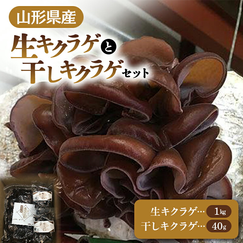 【ふるさと納税】 【2026年発送 先行予約】 山形県産 生キクラゲ 1kg と 干キクラゲ 20g2個セット きのこ キノコ 野菜 食品 山形県 FSY-0700|山形県