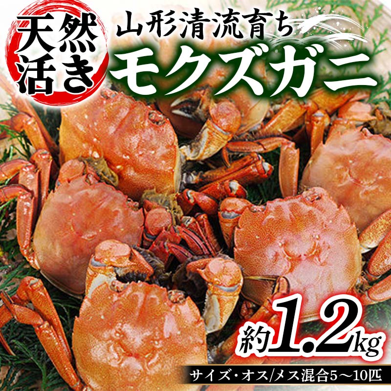 【楽天市場】【ふるさと納税】山形清流育ち 天然活きモクズガニ 約1.2kg(中小サイズ オス/メス混合 5~10匹入り) かに 海の幸 カニ ...