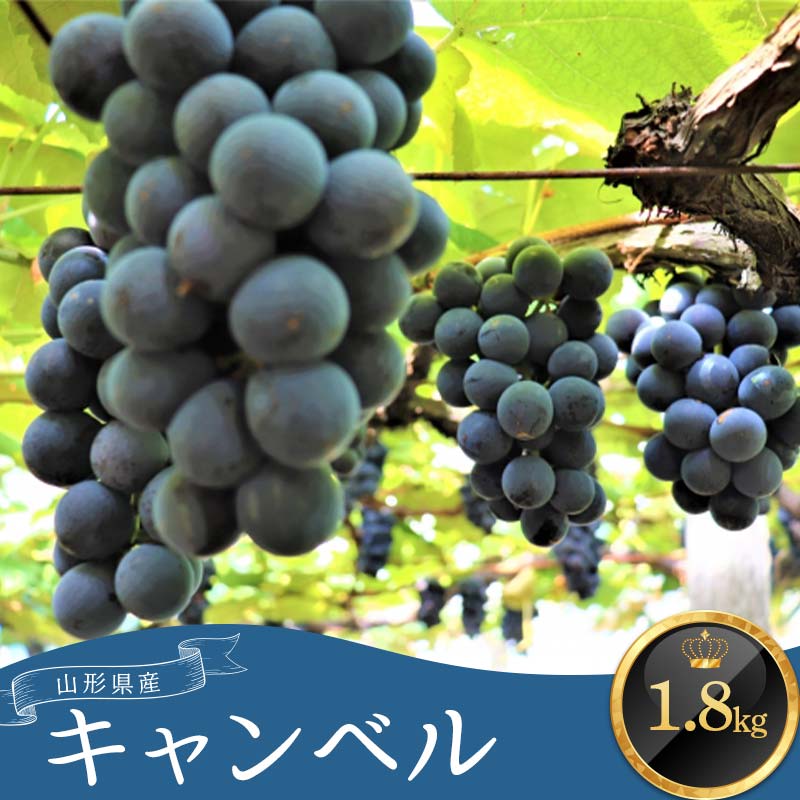 【ふるさと納税】 ≪先行予約2026年9月上旬頃～10月下旬頃発送≫山形県産キャンベル 1.8kg ぶどう ブドウ 葡萄 デザート フルーツ 果物 くだもの 果実 食品 山形県 FSY-1344