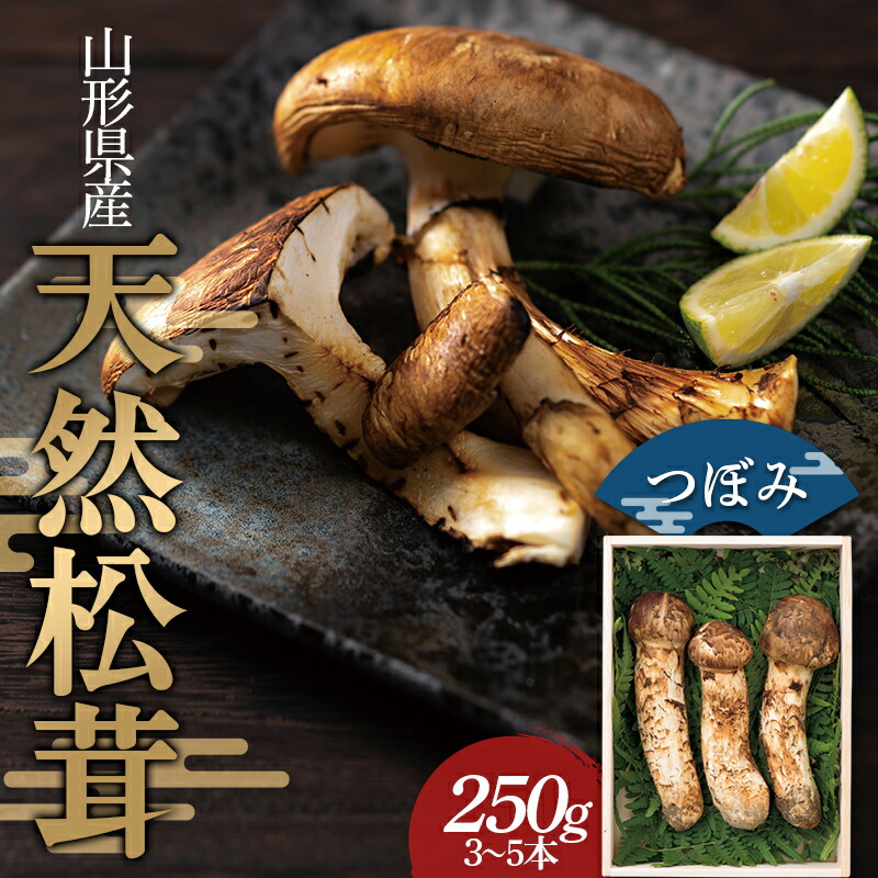 楽天市場】【ふるさと納税】【2026年発送】山形県産「天然松茸