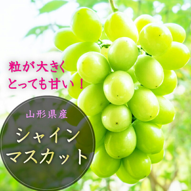 【ふるさと納税】 《先行予約 2026年度発送》山形県産 大粒シャインマスカット 1.2kg～1.3kg マスカット ぶどう ブドウ 葡萄 デザート フルーツ 果物 くだもの 果実 食品 山形県 FSY-1801｜山形県