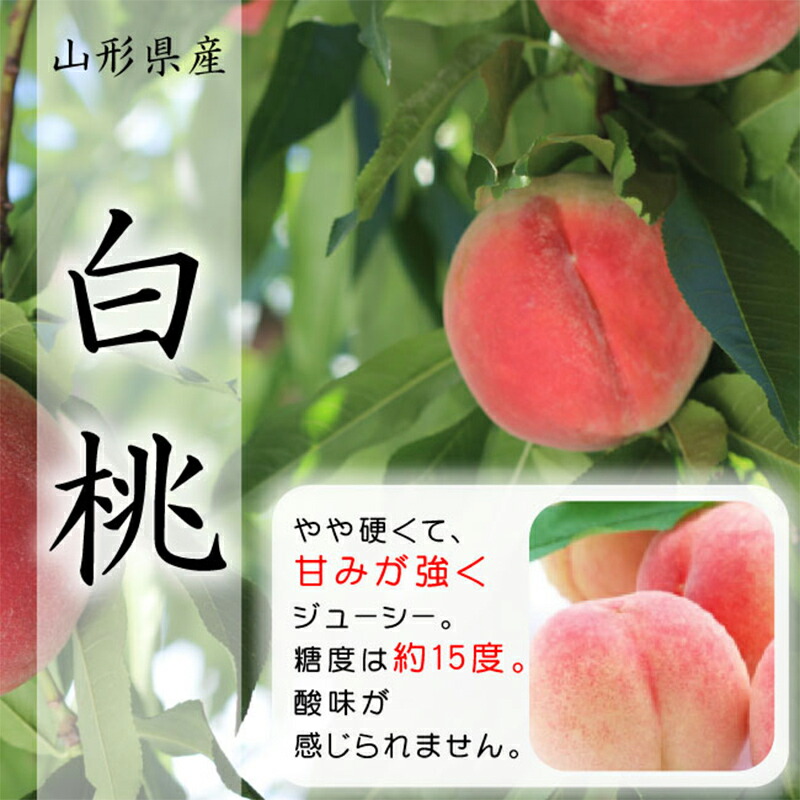 【ふるさと納税】 《2026年産先行受付》山形県産 白桃 3kg 品種玉数おまかせ もも モモ 桃 デザート フルーツ 果物 くだもの 果実 食品 山形県 FSY-2516|山形県
