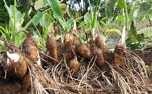 ふるさと納税 Fy18 099 農薬不使用 山形特産自社栽培土付里芋4kg さといもやのおすすめ品 Mavipconstrutora Com Br