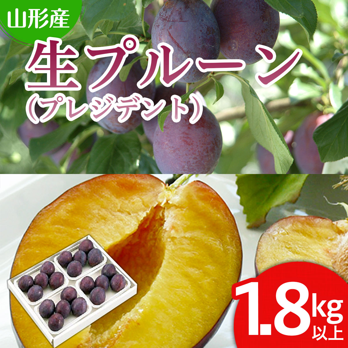 【ふるさと納税】山形の生プルーン(プレジデント)1.8kg以上(450g×4パック) 【令和7年産先行予約】FS24-654 くだもの 果物 フルーツ 山形 山形県 山形市 お取り寄せ 2025年産