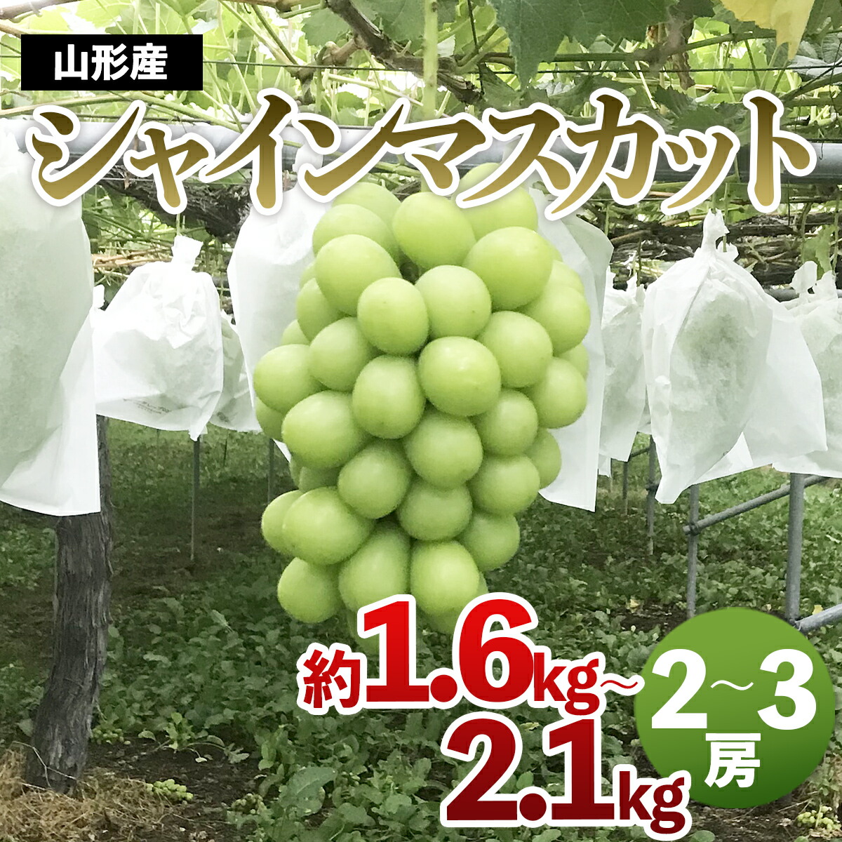 楽天市場】【ふるさと納税】山形市産 シャインマスカット 秀 約2kg(2