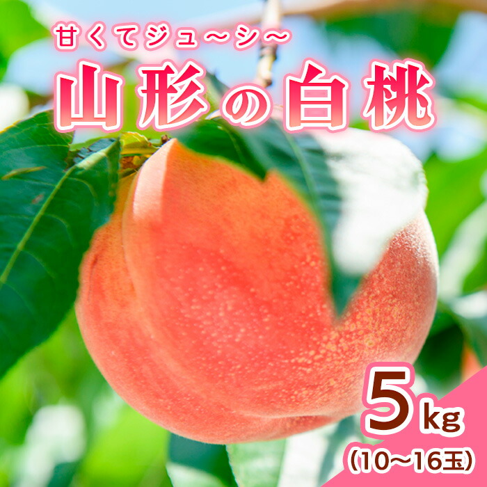 【ふるさと納税】山形の白桃 5kg(10~16玉)Bコース(柔らかくなる品種・果肉やや硬め) 【令和7年産先行予約】FS24-566 くだもの 果物 フルーツ 山形 山形県 山形市 お取り寄せ 2025年産
