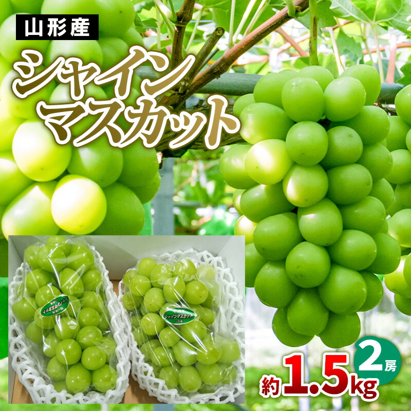 【ふるさと納税】山形産 シャインマスカット 約1.5kg(2房) 【令和7年産先行予約】FS24-727