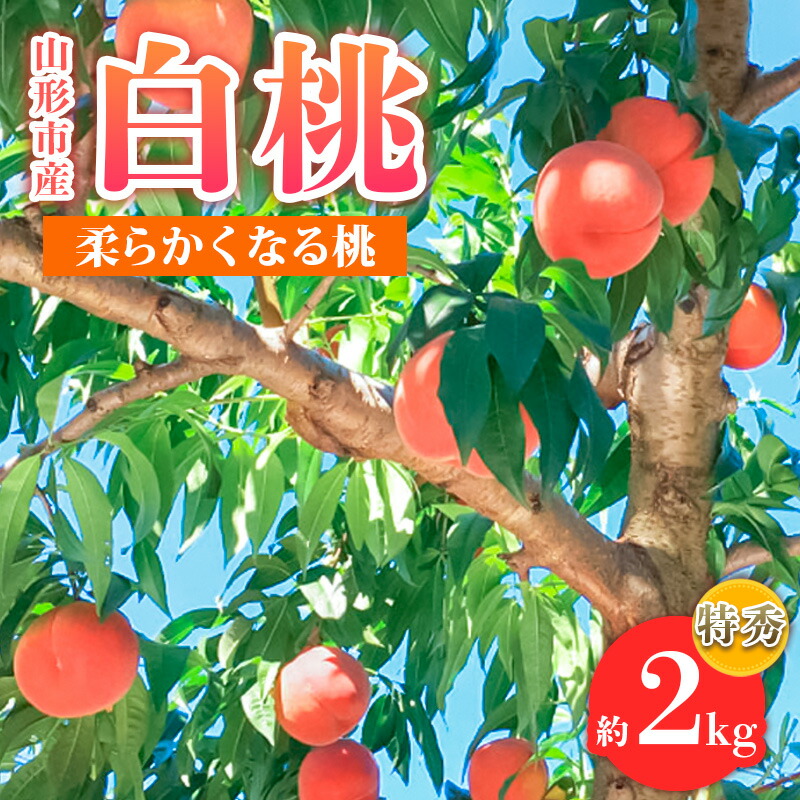 【ふるさと納税】山形市産 白桃 特秀品 約2kg(4～８玉)  柔らかくなる桃 【令和7年産先行予約】FS24-756