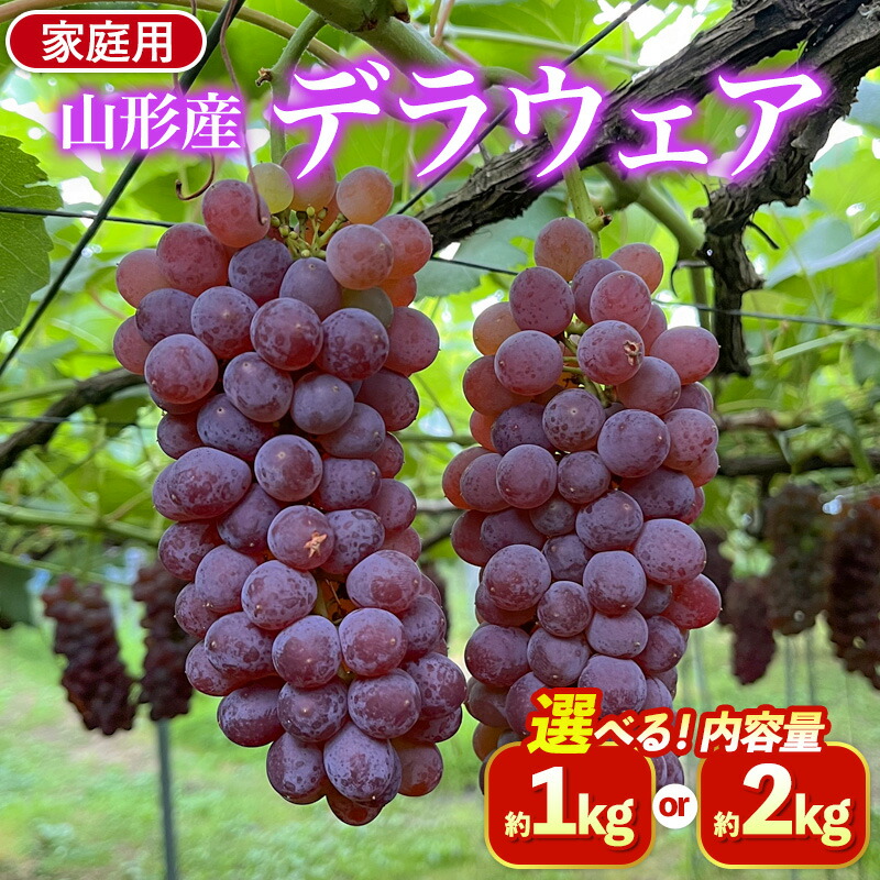 【ふるさと納税】【家庭用】デラウェア 約1kg 約2kg 量を選べる FZ26-730 ぶどう ブドウ 葡萄｜山形県山形市
