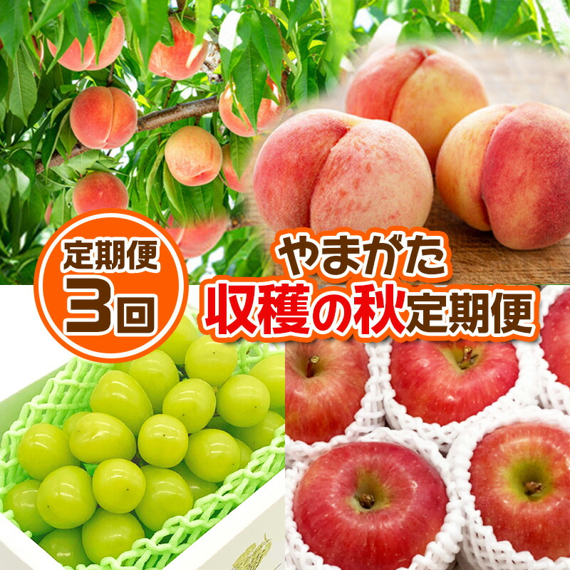 【ふるさと納税】【定期便3回】やまがた 収穫の秋定期便【令和7年産先行予約】FS24-535 くだもの 果物 フルーツ 山形 山形県 山形市 お取り寄せ 2025年産