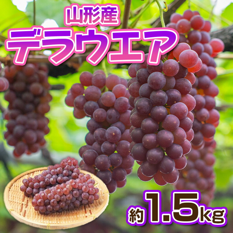 【ふるさと納税】デラウエア 秀品 約1.5kg(5～10房)【令和7年産先行予約】FS23-881 くだもの 果物 フルーツ 山形 山形県 山形市 2025年産