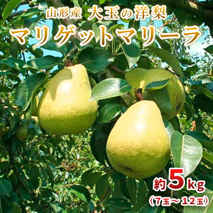 【ふるさと納税】大玉の洋梨 マリゲットマリーラ 秀品 約5kg(7玉～12玉) 【令和7年産先行予約】FU23-005 くだもの 果物 フルーツ 山形 山形県 山形市 2025年産