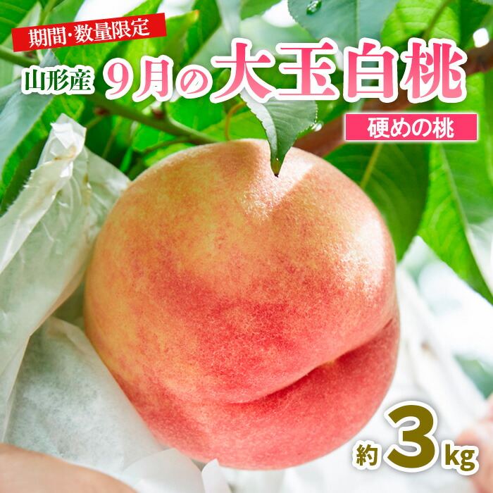 【ふるさと納税】山形9月の大玉白桃 [硬めの桃] 秀品 約3kg 【令和7年産先行予約】FU23-583くだもの 果物 フルーツ 山形 山形県 山形市 お取り寄せ 2025年産