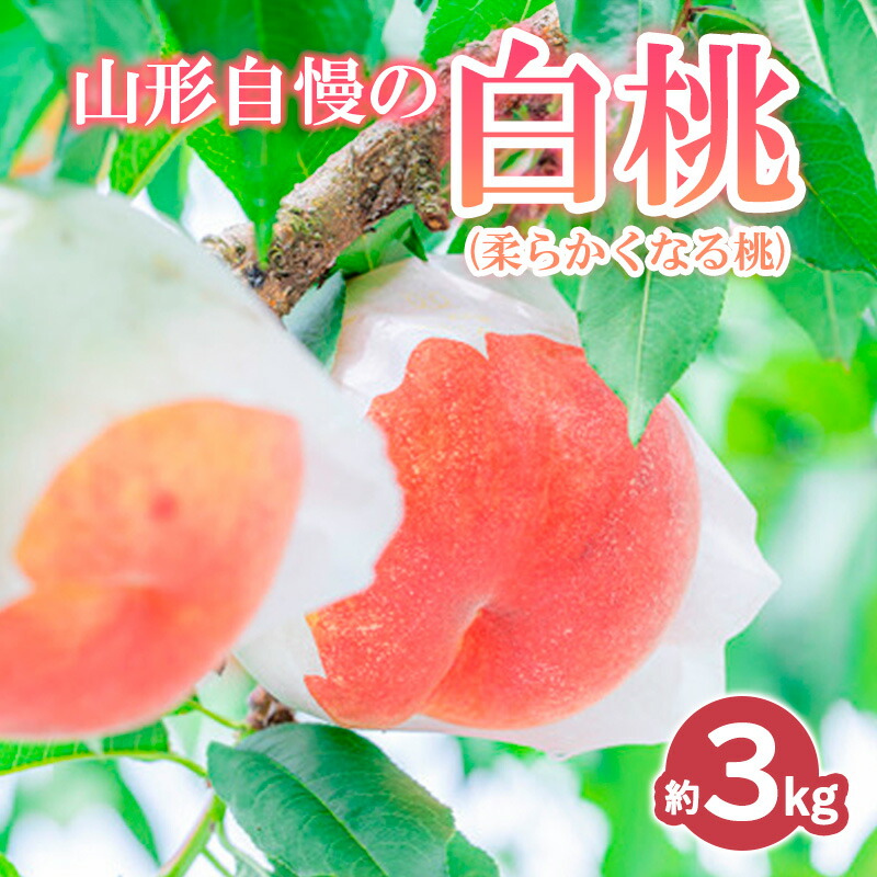 【ふるさと納税】山形自慢の白桃 秀品 3kg (柔らかくなる桃) 【令和8年産先行予約】 FS24-008 くだもの 果物 フルーツ 山形 山形県 山形市 お取り寄せ 2026年産|山形県山形市