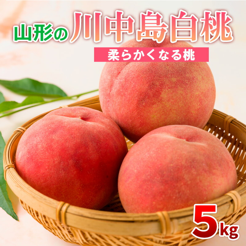 【ふるさと納税】山形の川中島白桃 5kg (10～16玉) [柔らかくなる桃] 【令和7年産先行予約】FS24-565 くだもの 果物 フルーツ 山形 山形県 山形市 お取り寄せ 2025年産