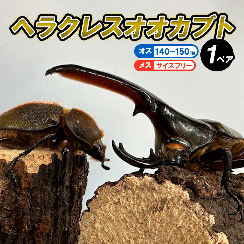 ヘルクレスオオカブト　2枚セット 楽天市場】【ふるさと納税】ヘラクレスオオカブト オス(150〜160mm