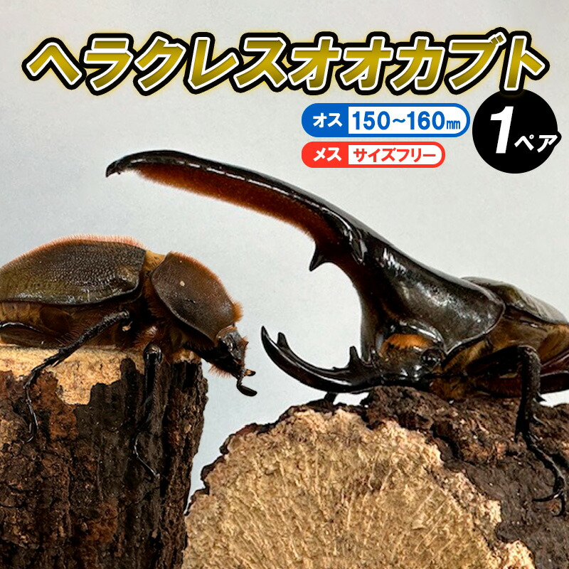 楽天市場】【ふるさと納税】ヘラクレスオオカブト オス(140