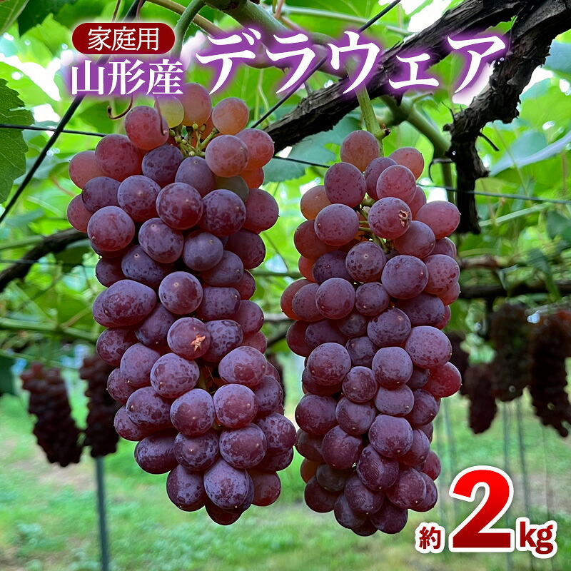 【ふるさと納税】【家庭用】デラウェア 約2kg 12～16房 FZ26-730