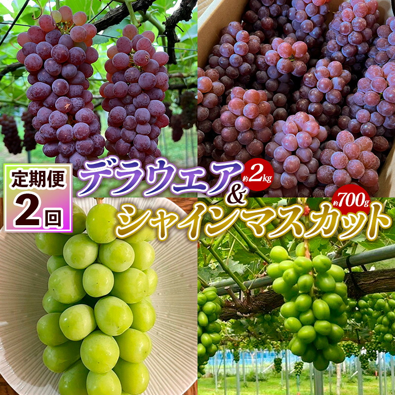 【ふるさと納税】【定期便2回】デラウエア 約2kg 10房～16房＆シャインマスカット 約700g 1房 FY25-004 14,400円