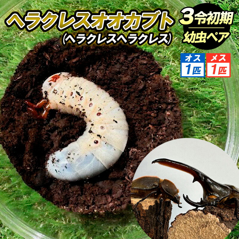 【ふるさと納税】ヘラクレスオオカブト（ヘラクレスヘラクレス）3令 初期幼虫ペア（オス1匹、メス1匹） FY25-836画像