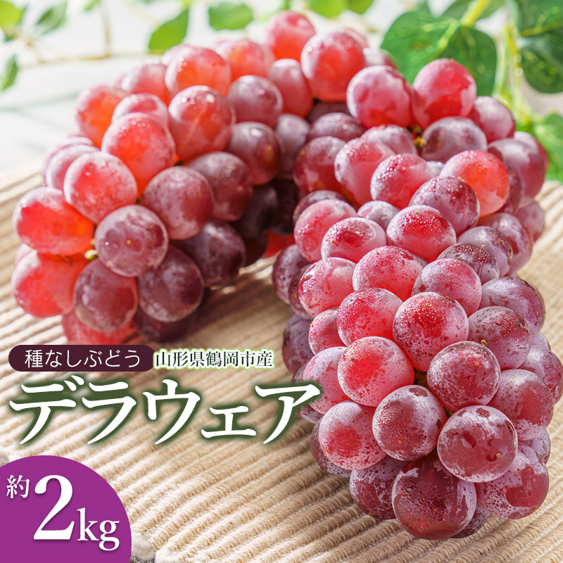 【ふるさと納税】【令和7年産先行予約】種なし ぶどう デラウェア 約2kg（10～16房）鶴岡市産 K-730 | 葡萄 ブドウ フルーツ 果物 くだもの 山形県 デラウエア 種無しぶどう お取り寄せ 自宅用 家庭用 国産 果実