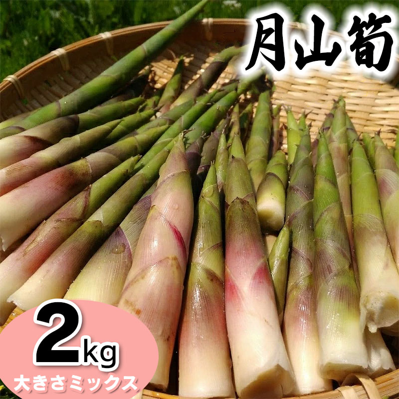 楽天市場】【ふるさと納税】【令和9年産先行予約】月山筍 サイズ