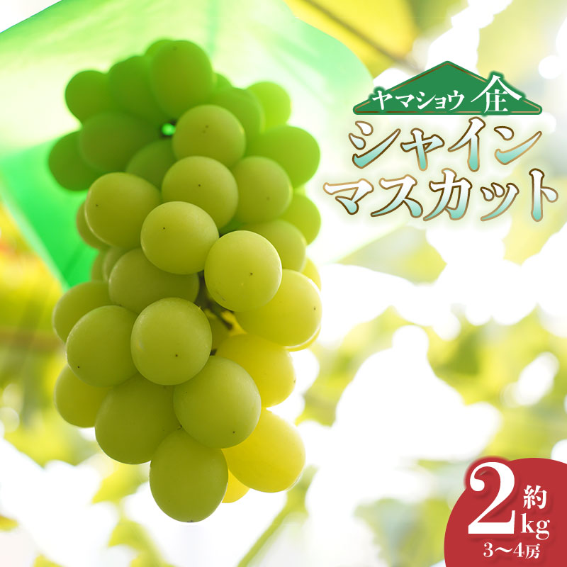 【ふるさと納税】【令和7年産先行予約】シャインマスカット　約2kg（3～4房） 白品種ぶどう 葡萄　ヤマショウ
