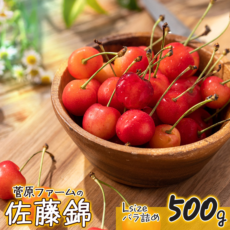 【ふるさと納税】 【令和7年産 先行予約】さくらんぼ 佐藤錦 Lサイズ　バラ詰め 500g