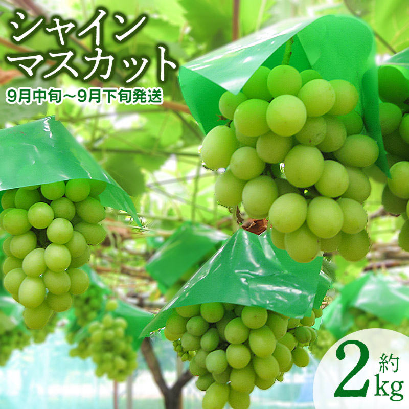 【ふるさと納税】【令和7年産先行予約】 山形県鶴岡市産 シャインマスカット　約2kg  (3～5房) 2025年産 K-755
