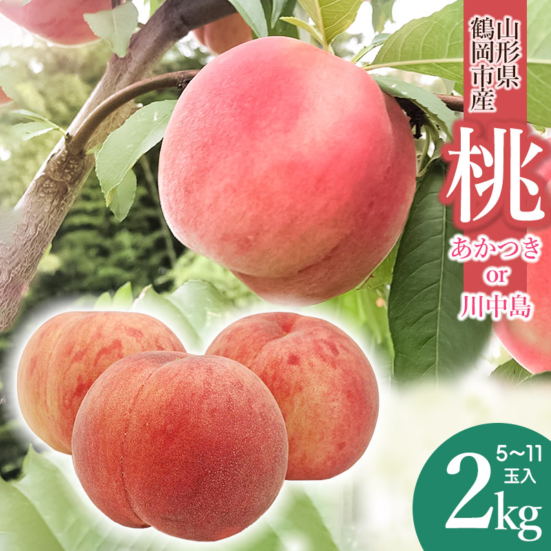 【ふるさと納税】山形県鶴岡市産 桃 約2kg（5～11玉入）「あかつき」「川中島」どちらか1種をお届け！　もも