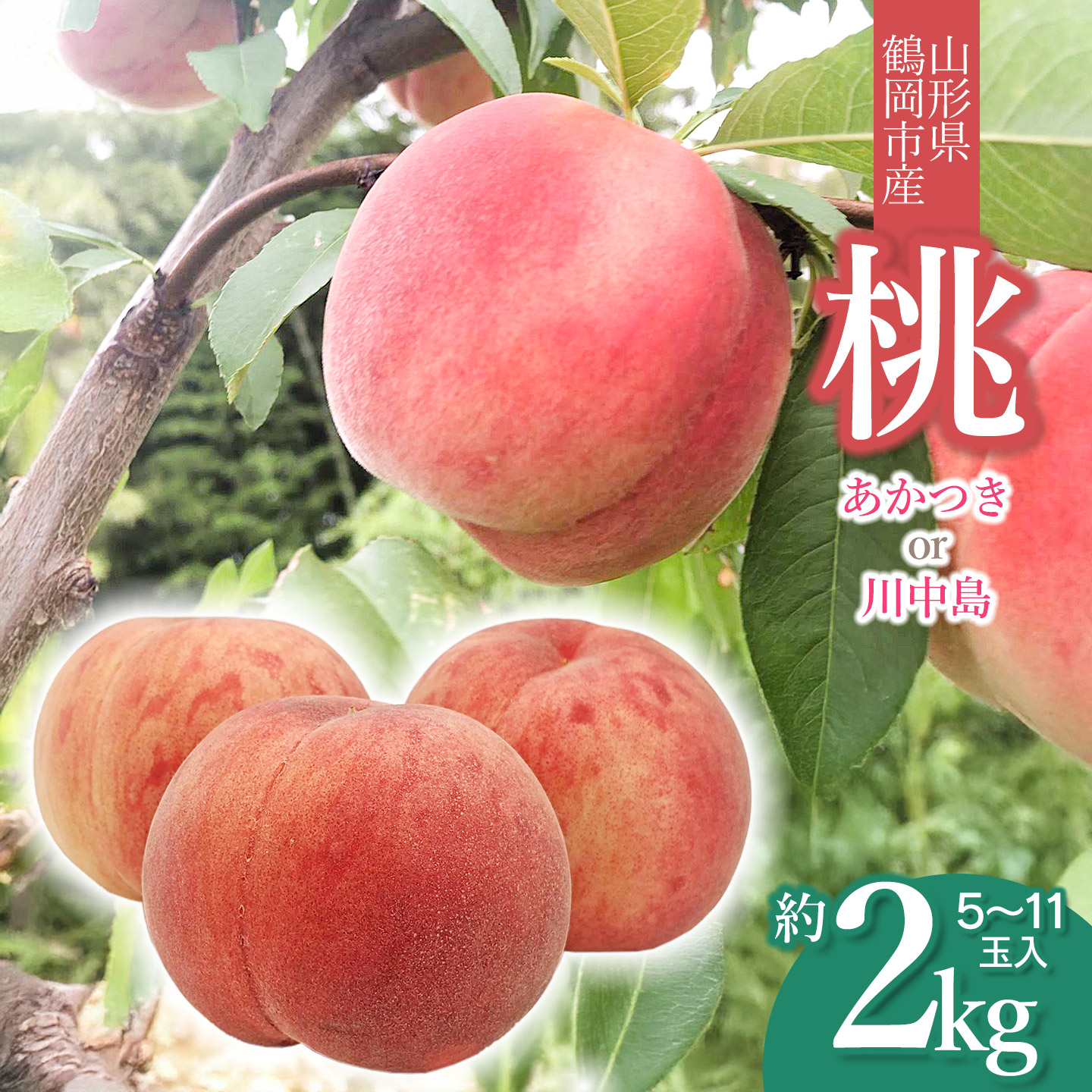 【ふるさと納税】【令和8年産先行予約】山形県鶴岡産 桃 約2kg(5~11玉) あかつき or 川中島 どちらか1品種をお届け! 庄内産直センター | もも モモ 果物 くだもの フルーツ 旬 産地直送 期間限定 甘い 人気 美味しい お取り寄せ 庄内 東北 返礼品|山形県鶴岡市