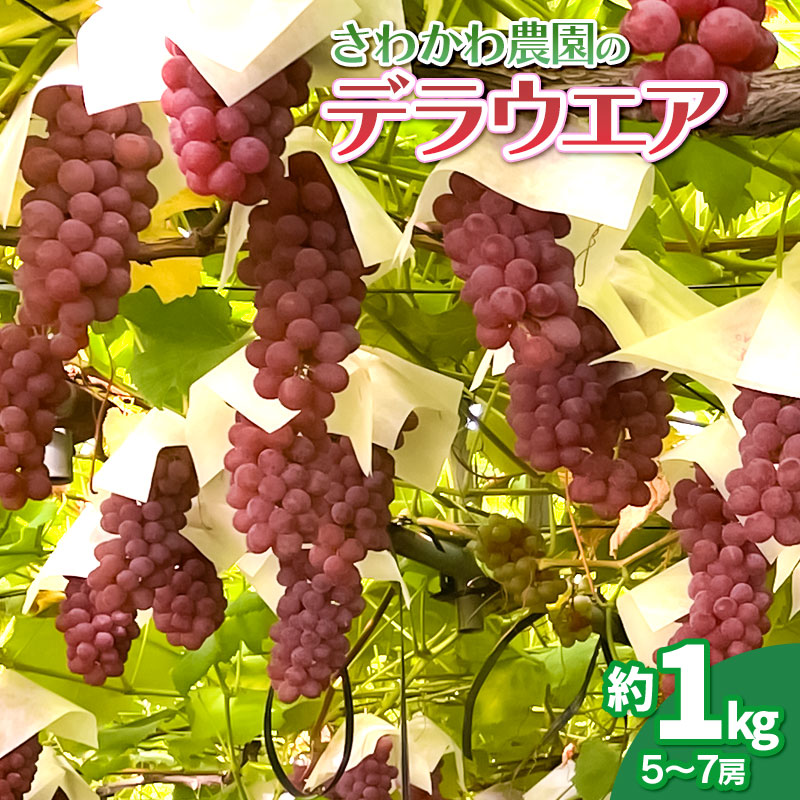 【ふるさと納税】【令和7年産先行予約】デラウエア 約1kg（5～7房）赤品種ぶどう 山形県 鶴岡市