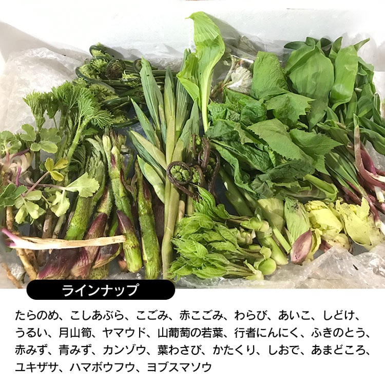 ふるさと納税 生まれ乍ら山菜おまかせ設定1kg 3タイプ以上 Desclothinglabels Com