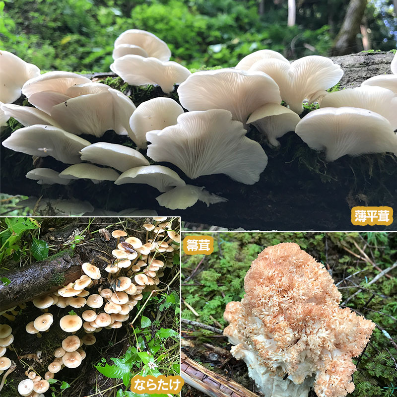 玄関先迄納品 天然きのこ おまかせセット1kg 3種類以上 舞茸 なめこ 平茸 えのきたけ 本しめじ等 発送時期 Fucoa Cl 玄関先迄納品 天然きのこ おまかせセット1kg 3種類以上 舞茸 なめこ 平茸 えのきたけ 本しめじ等 発送時期 Fucoa Cl