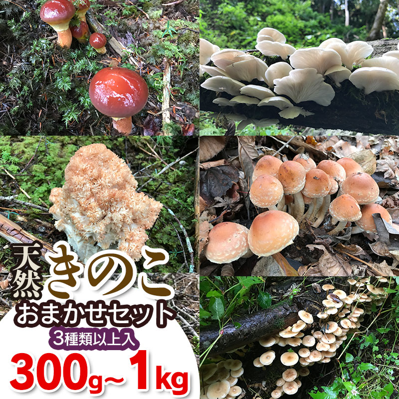 【ふるさと納税】【令和7年産先行予約】天然きのこ おまかせセット（3種類以上）選べる容量300g～1kg【期間限定】【発送時期：8月1日～11月30日頃】 きのこ わかば屋　2025年