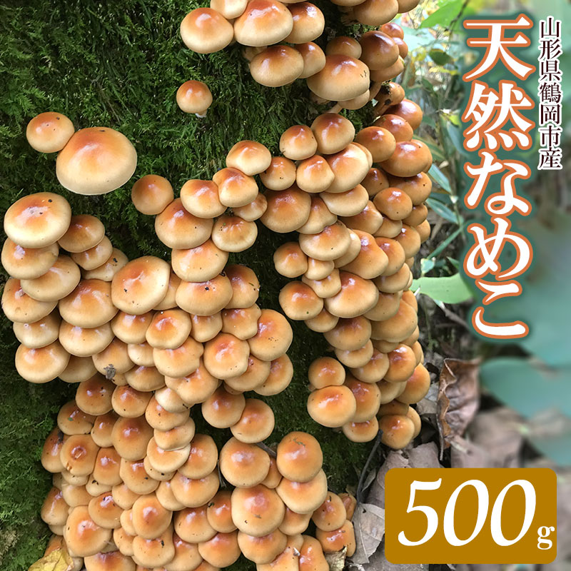【ふるさと納税】【令和7年産先行予約】山形県 鶴岡市産 天然 なめこ 500g （発送時期：10月1日～11月30日頃） きのこ わかば屋　2025年