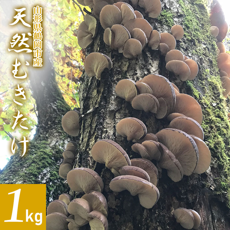 【ふるさと納税】【令和7年産先行予約】山形県鶴岡市産 天然むきたけ 1kg 【発送時期：10月20日～11月30日頃】 きのこ わかば屋 2025年