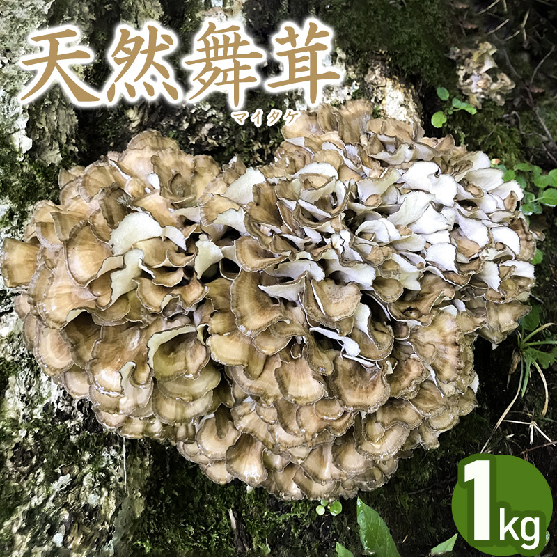【ふるさと納税】 【令和7年産先行予約】天然舞茸 1kg きのこ まいたけ 発送時期：９月１日～１０月１５日頃 | 山形県鶴岡市 山形県 鶴岡市 山形 鶴岡 楽天ふるさと 納税 支援 東北 返礼品 舞茸 マイタケ お取り寄せ ご当地 特産品 取り寄せ 支援品 食品 キノコ 2025年