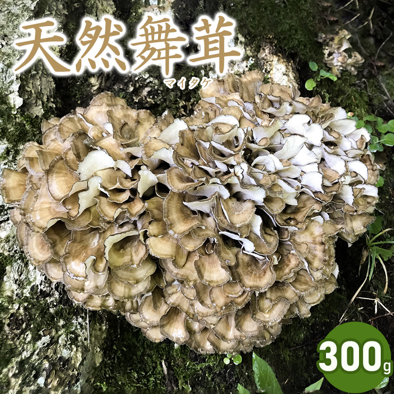 【ふるさと納税】 【令和7年産先行予約】天然舞茸 300g きのこ まいたけ 発送時期：９月１日～１０月１５日頃 | 山形県 鶴岡市 楽天ふるさと 納税 山形 支援 返礼品 お取り寄せ 天然 舞茸 マイタケ 取り寄せ 特産品 名産品 支援品 天然きのこ キノコ 食品 食べ物 2025年