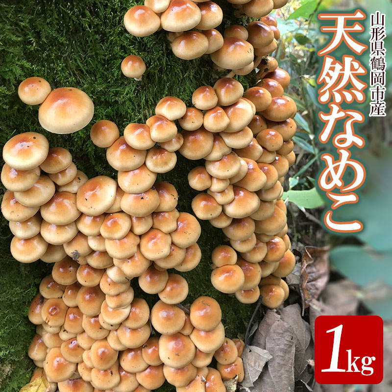 【ふるさと納税】【令和7年産先行予約】山形県 鶴岡市産 天然 なめこ 1kg （発送時期：10月1日～11月30日頃） きのこ わかば屋 2025年