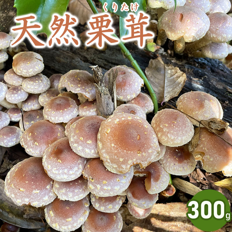 【ふるさと納税】【令和8年産先行予約】天然くりたけ 300g きのこ 栗茸 発送時期：10月1日～11月30日頃 | 山形県 鶴岡市 ふるさと 納税 山形 支援 返礼品 お取り寄せ 天然 くりたけ クリタケ 取り寄せ 特産品 名産品 支援品 天然きのこ キノコ 食品 食べ物　2026年｜山形県鶴岡市