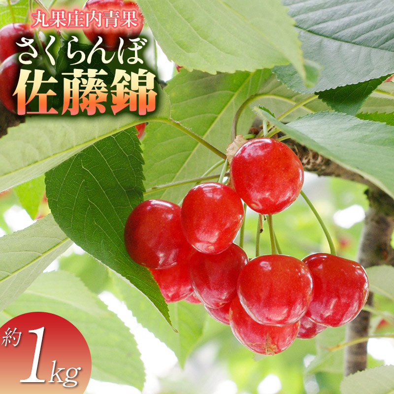【ふるさと納税】【令和8年産先行予約】さくらんぼ 佐藤錦 約1kg 山形県庄内産 | サクランボ フルーツ 初夏 果物 旬 くだもの 人気 美味しい 期間限定 贈答用 送料無料 東北 山形 鶴岡市 先行予約 返礼品