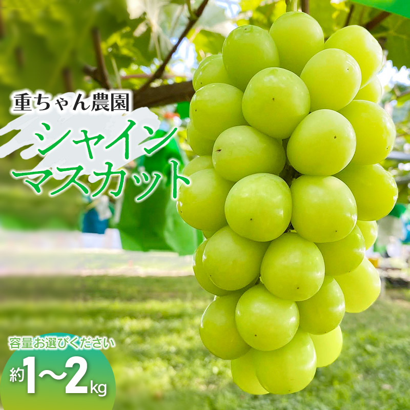 【ふるさと納税】【令和7年産先行予約】 シャインマスカット 約1kg（2房） or 約2kg（3～4房）